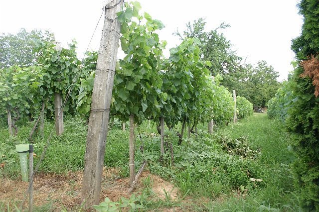 Siklós 2008 - Bagolyköri találkozó