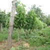 Siklós 2008 - Bagolyköri találkozó